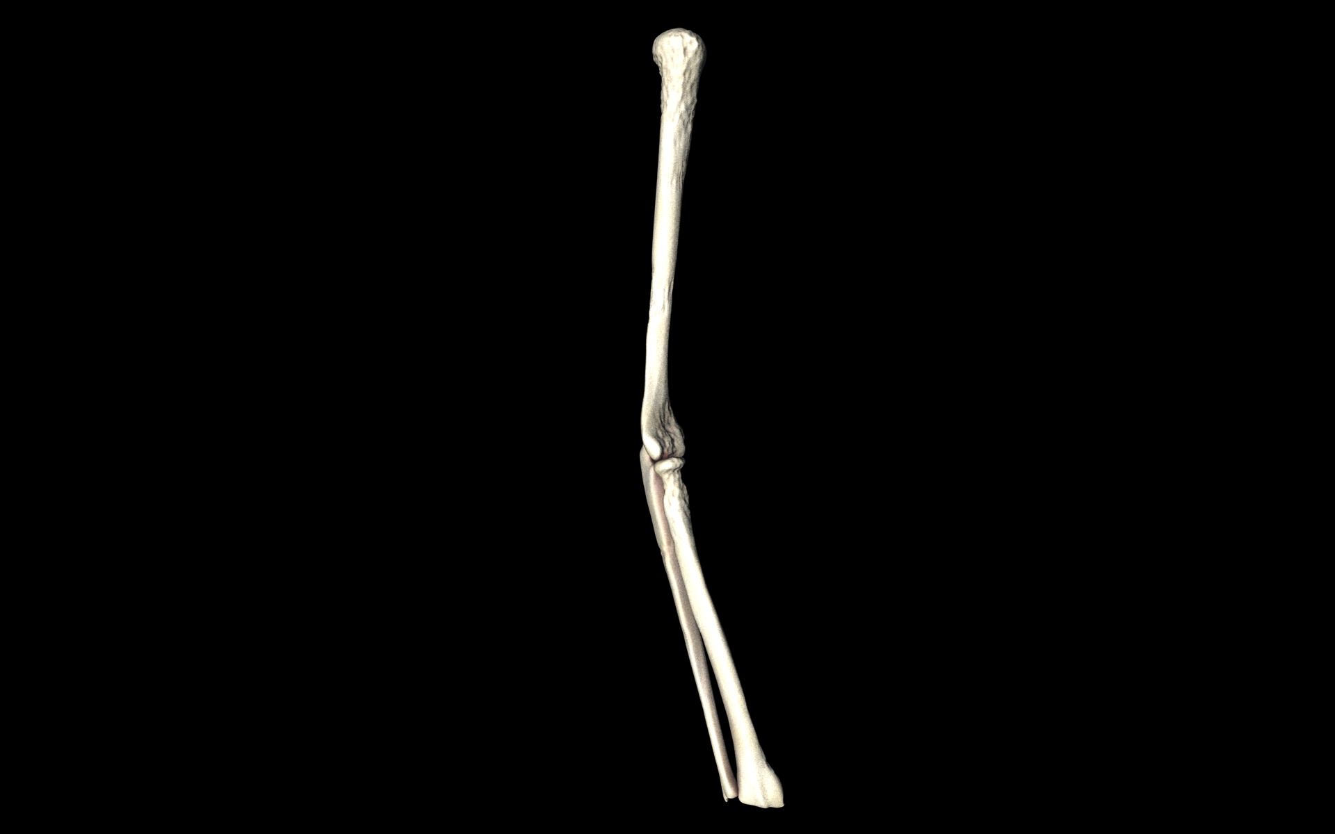 Elbow Joint Bones Humerus Radius Ulna - Medically Accurate 3d... 3D model_3