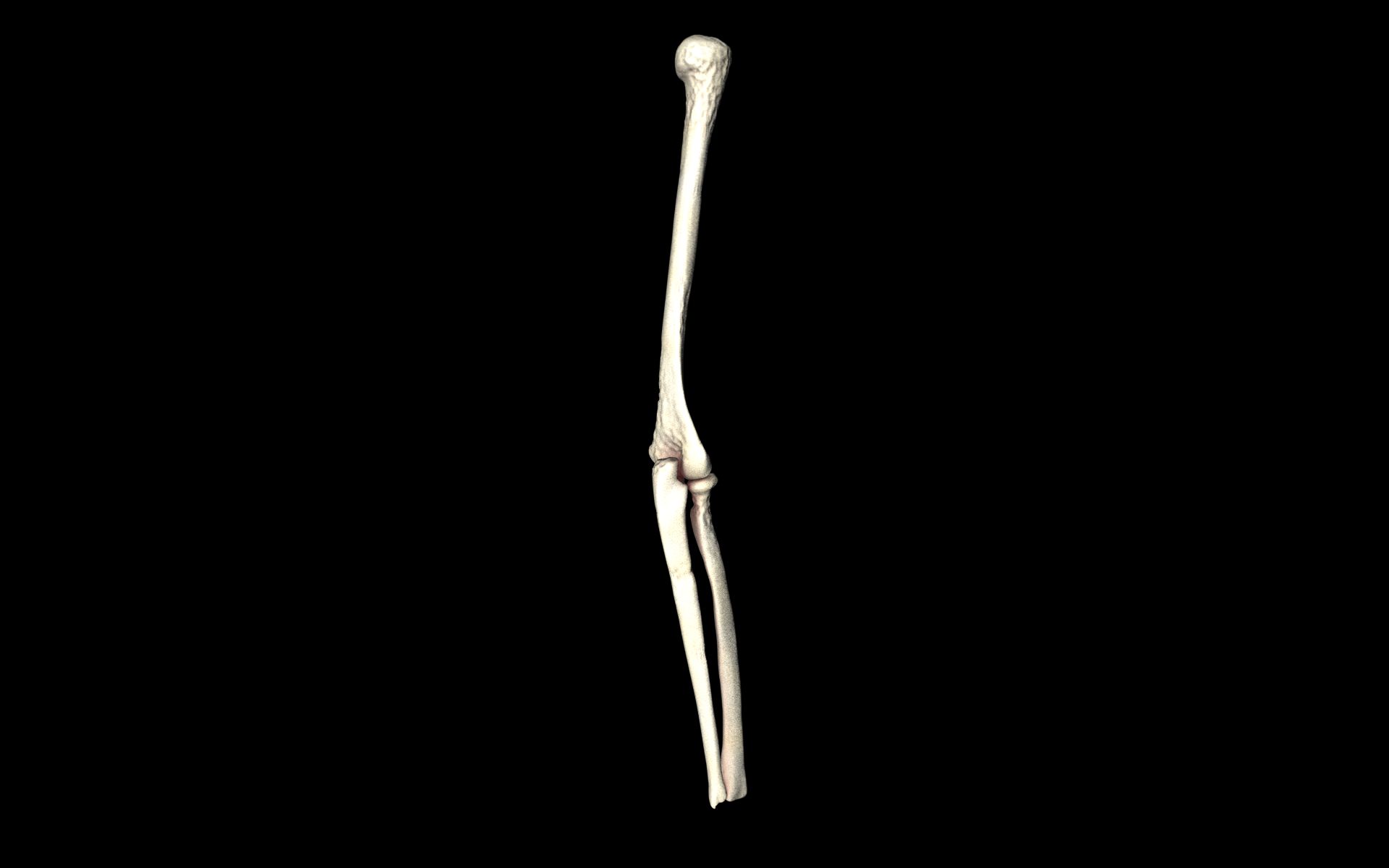 Elbow Joint Bones Humerus Radius Ulna - Me... 3D Model ...