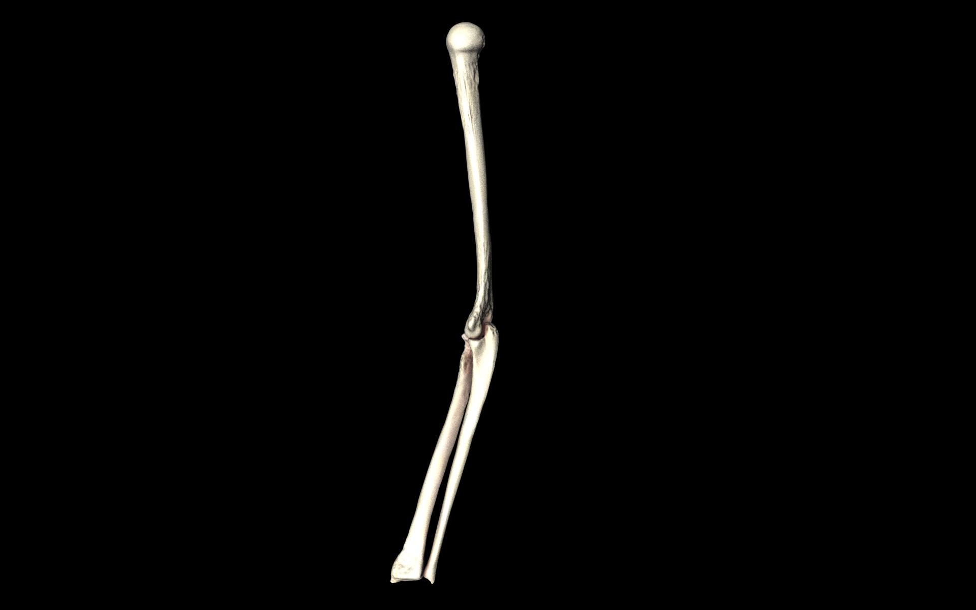 Elbow Joint Bones Humerus Radius Ulna - Medically Accurate 3d... 3D model_24