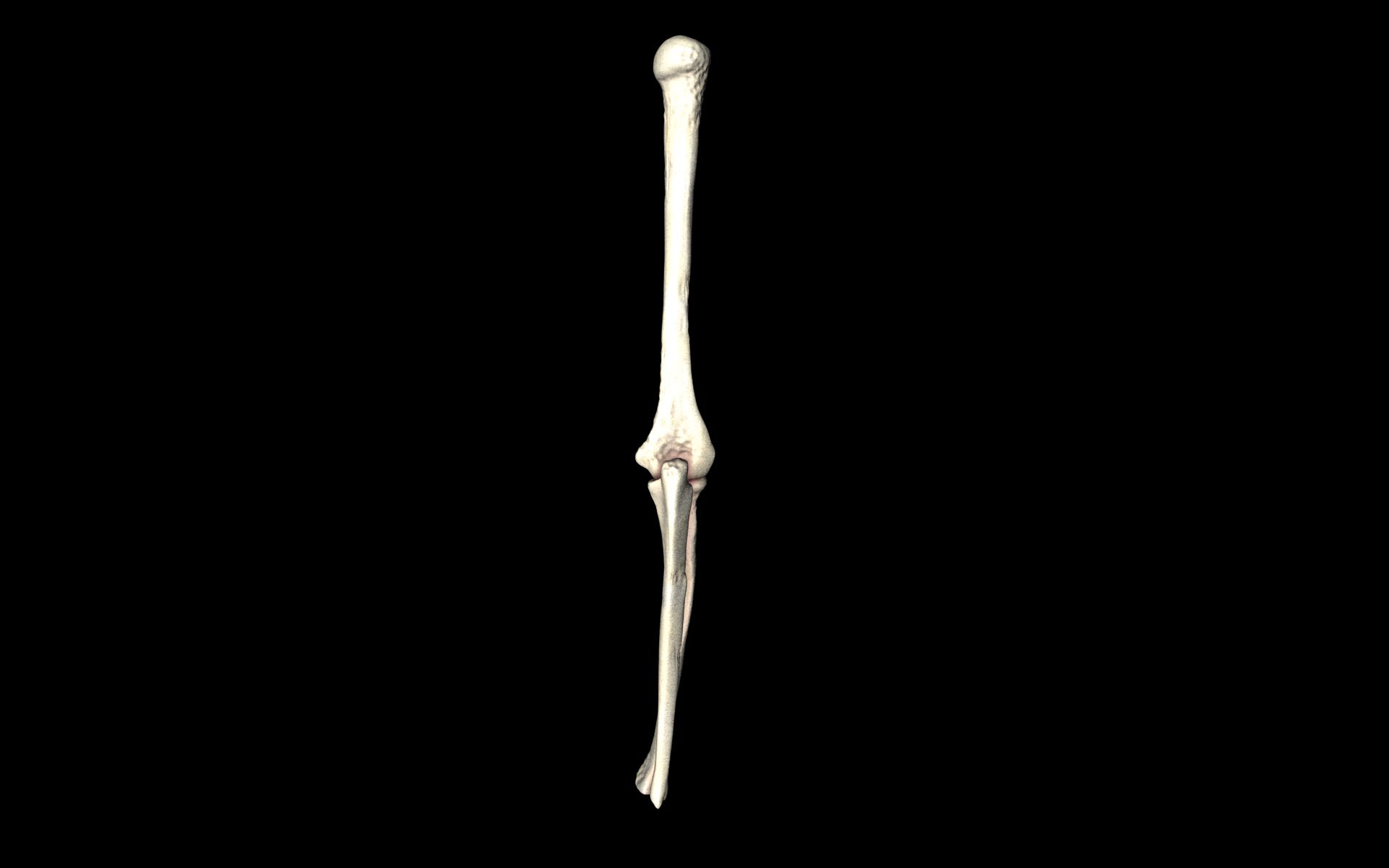 Elbow Joint Bones Humerus Radius Ulna - Medically Accurate 3d... 3D model_20