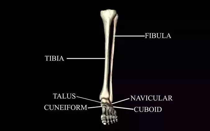 Ankle Joint Bones Medically Accurate 3d Model 3D model