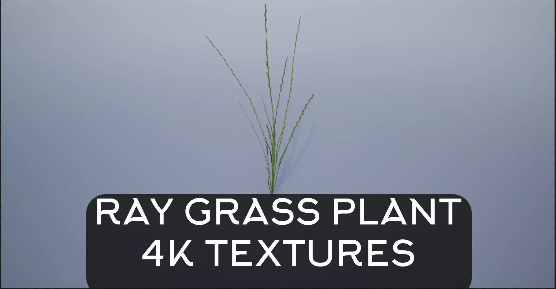 4K Ray Grass Plant Low-poly 3D model