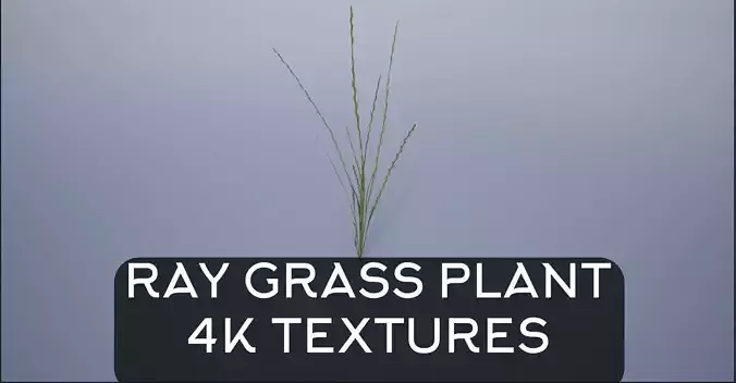 4K Ray Grass Plant  Low-poly 3D model
