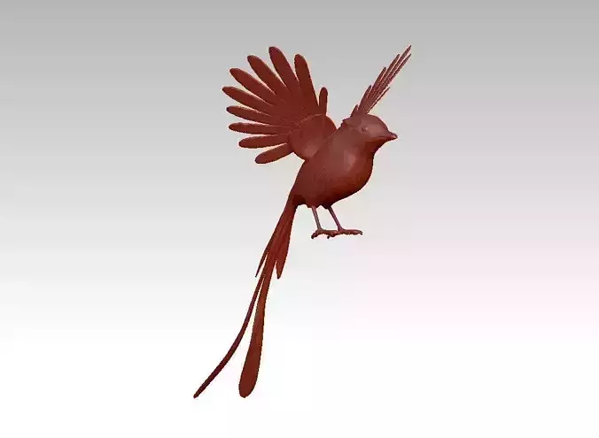 parrot beautiful Bird