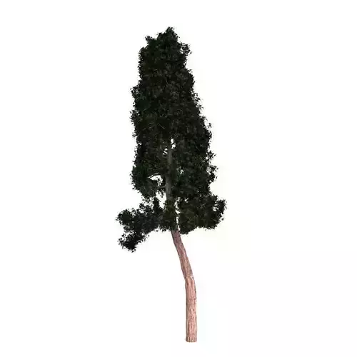Redwood cypress tree 3D model