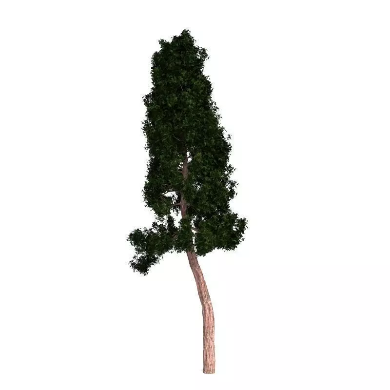 Redwood cypress tree 3D model