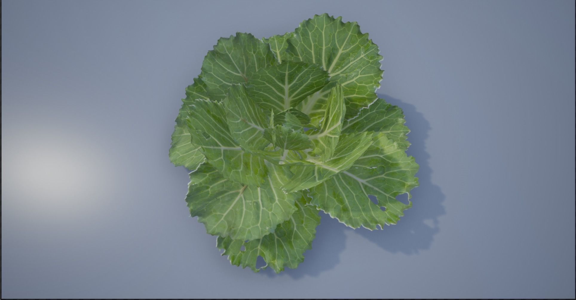 4K Spinach Plant Low-poly 3D model_4