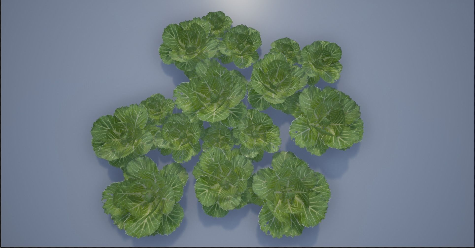4K Spinach Plant Low-poly 3D model_16