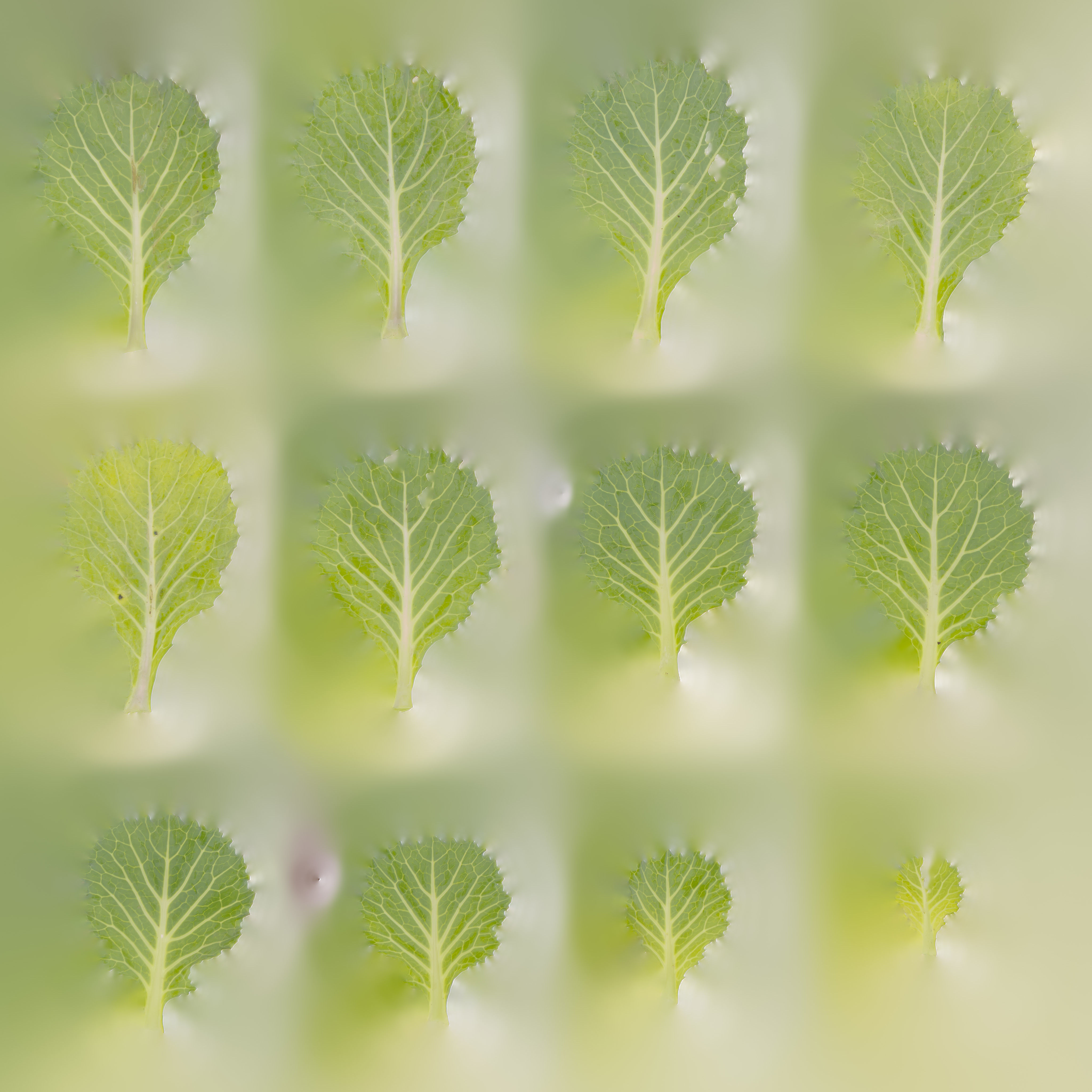 4K Spinach Plant Low-poly 3D model_17