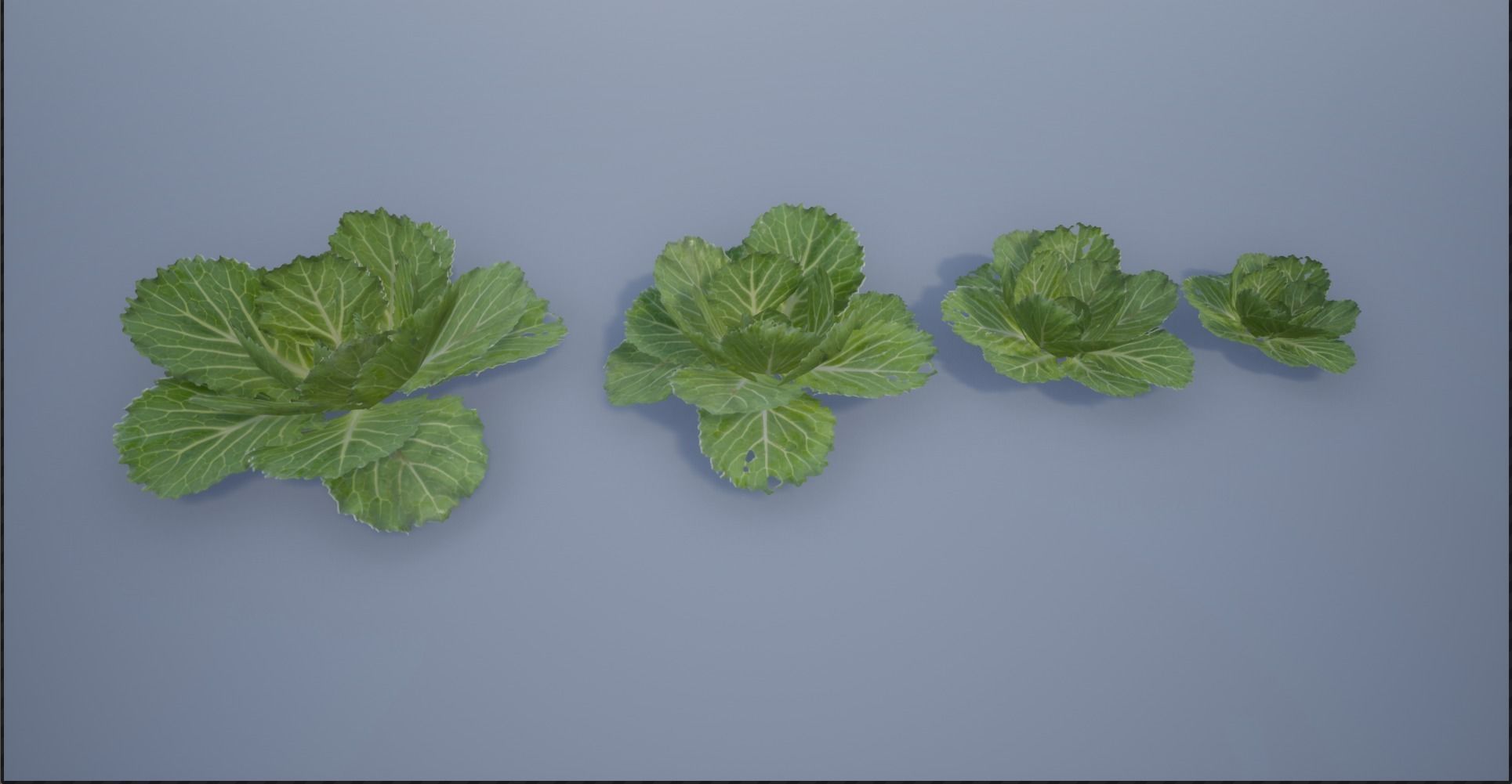 4K Spinach Plant Low-poly 3D model_8