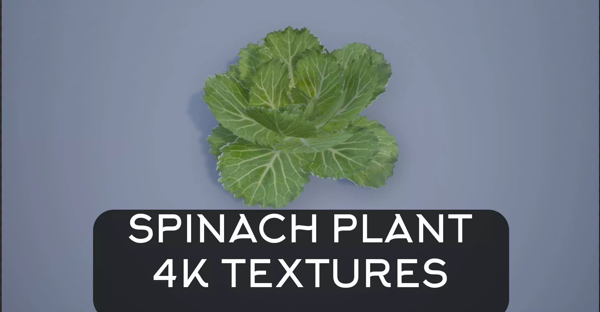 4K Spinach Plant Low-poly 3D model_0
