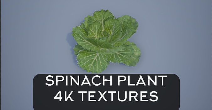 4K Spinach Plant Low-poly 3D model
