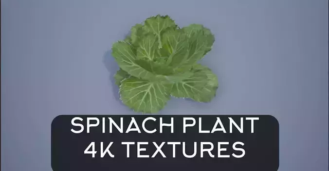 4K Spinach Plant Low-poly 3D model
