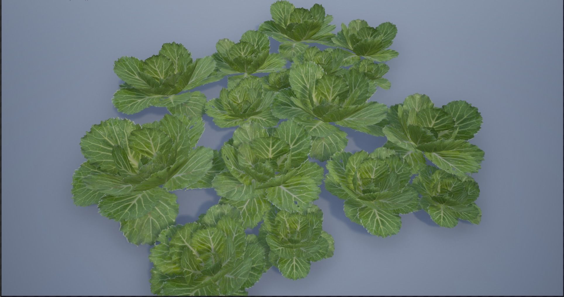 4K Spinach Plant Low-poly 3D model_14