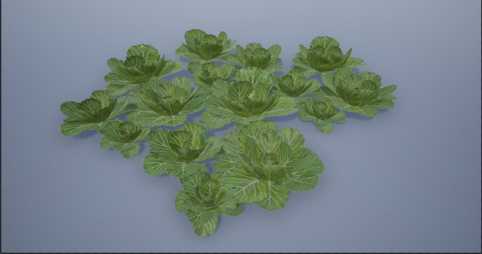 4K Spinach Plant Low-poly 3D model_12