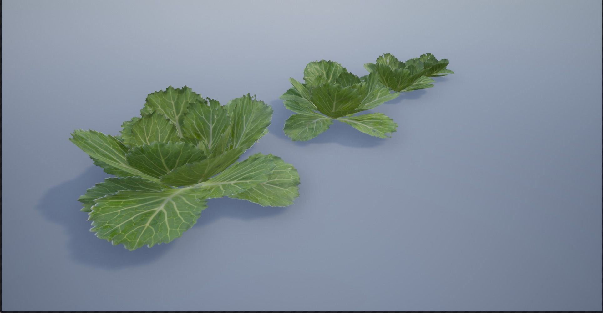 4K Spinach Plant Low-poly 3D model_7
