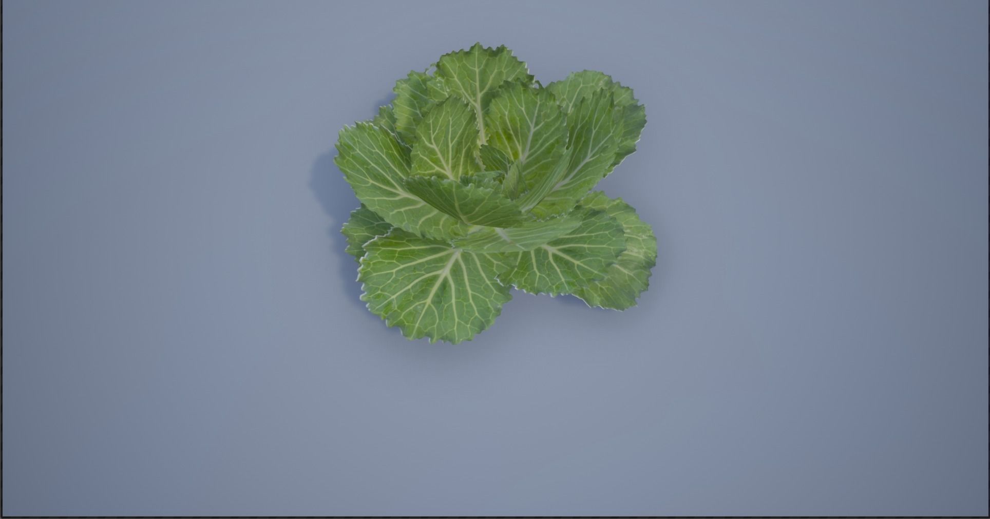 4K Spinach Plant Low-poly 3D model_1