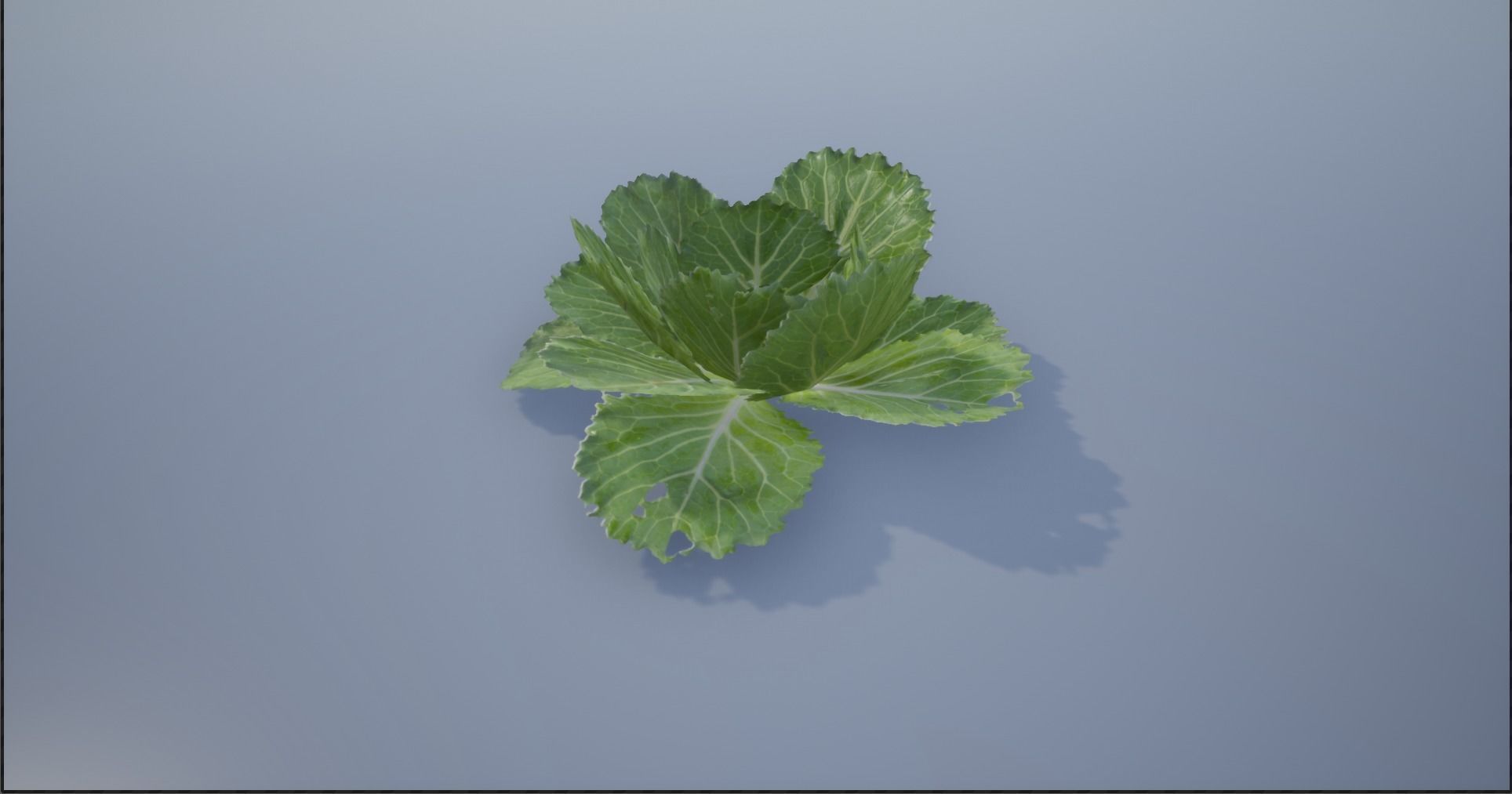 4K Spinach Plant Low-poly 3D model_3