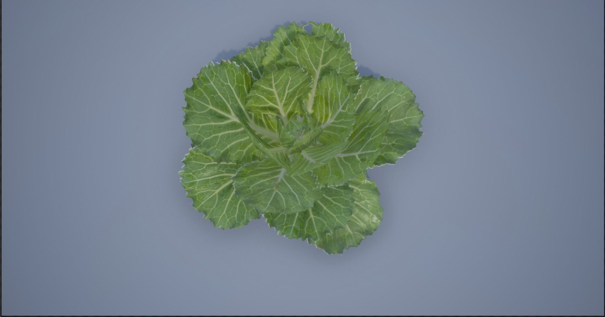 4K Spinach Plant Low-poly 3D model_6