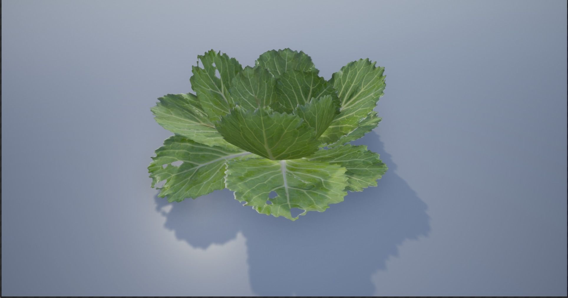 4K Spinach Plant Low-poly 3D model_5