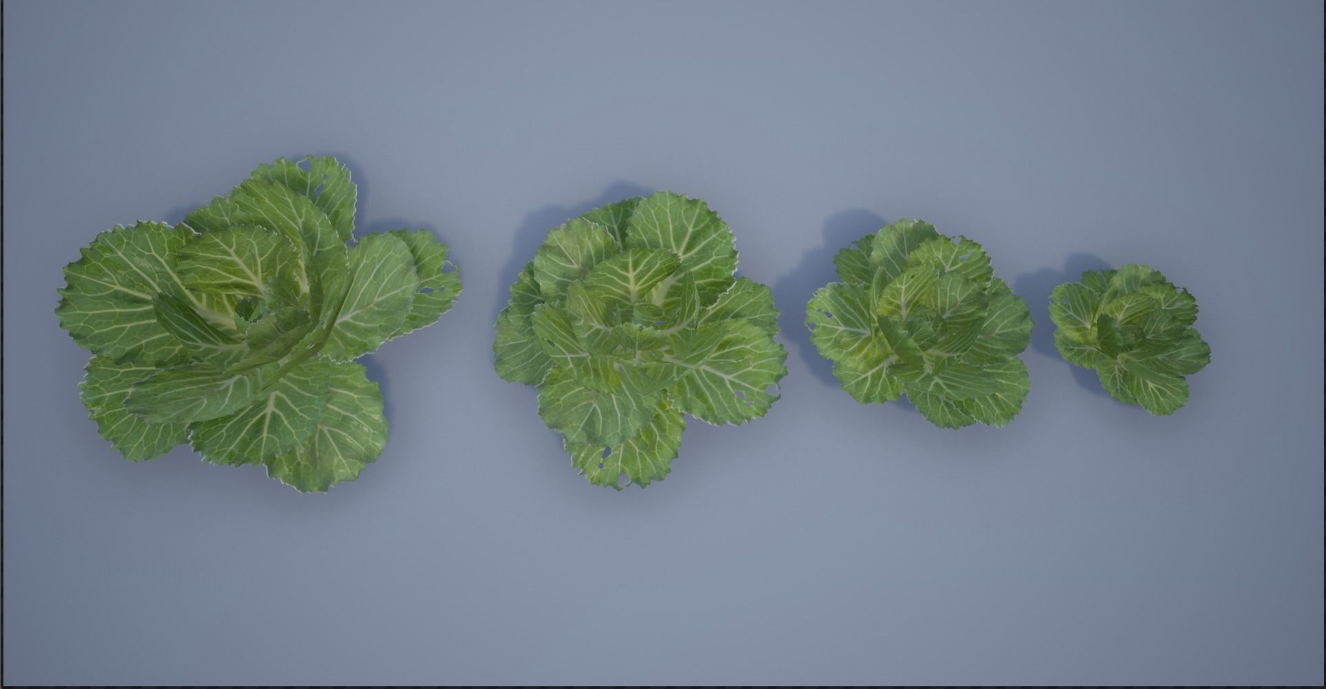4K Spinach Plant Low-poly 3D model_10