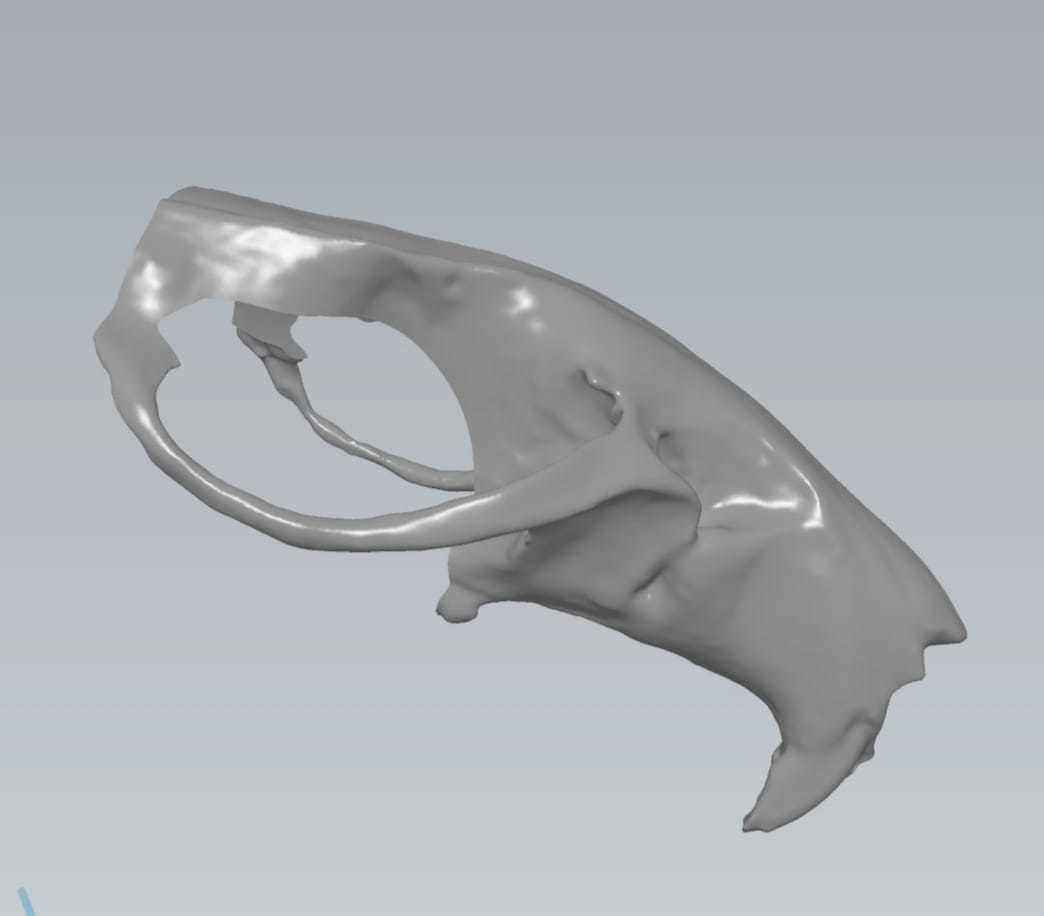 MakeIT Rat Skull 3D Model 3D model | CGTrader