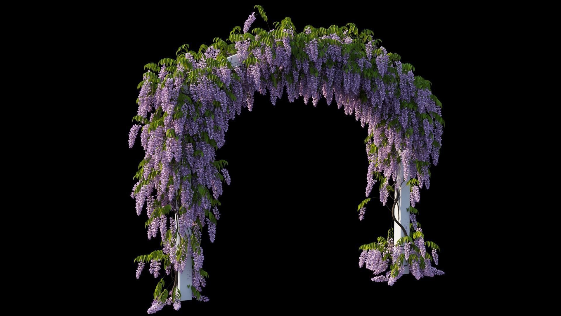 Wisterial tree 07 3D model_10
