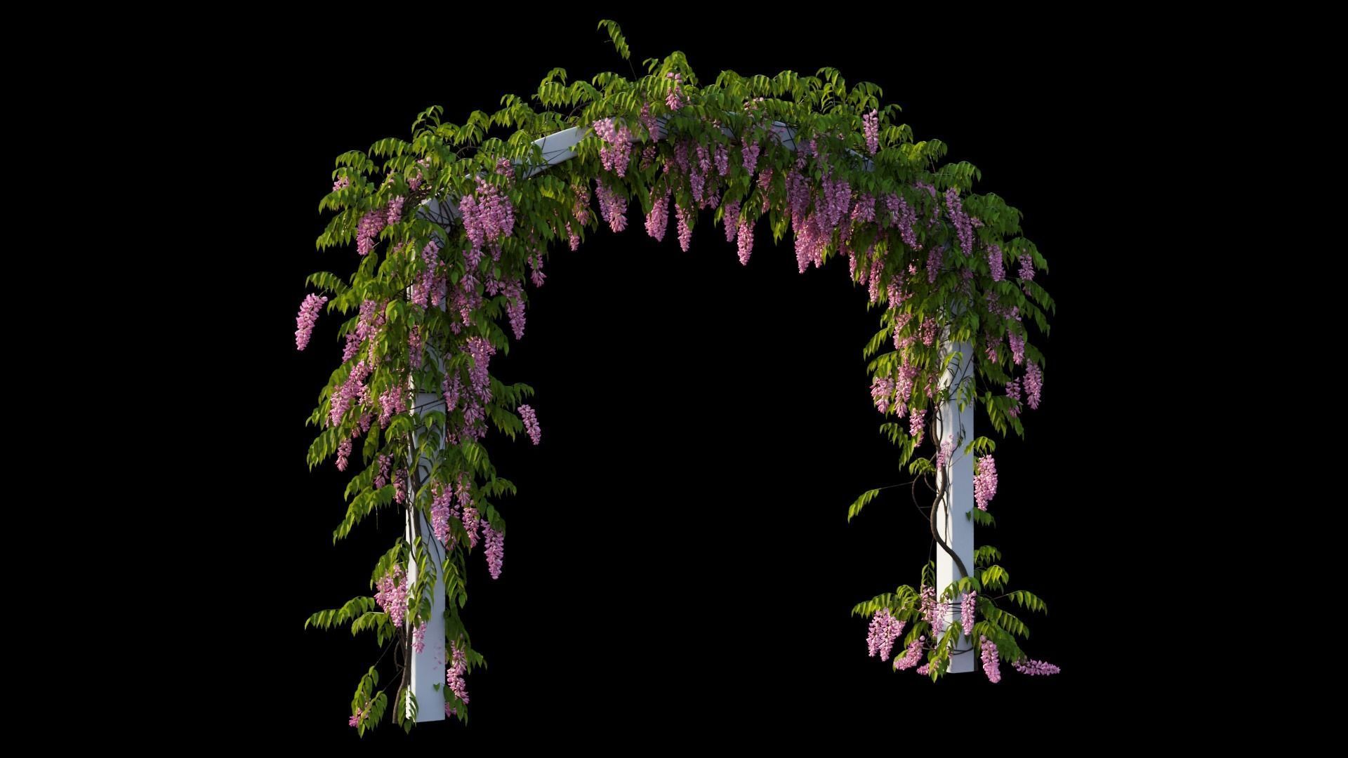 Wisterial tree 07 3D model_7