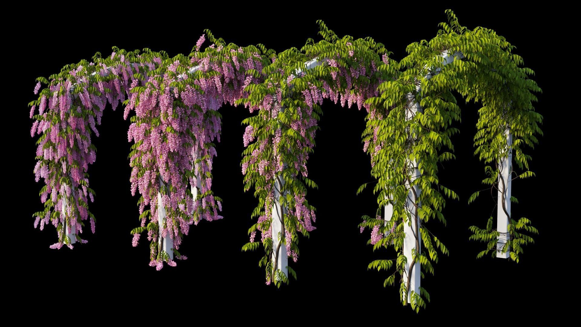 Wisterial tree 07 3D model_3