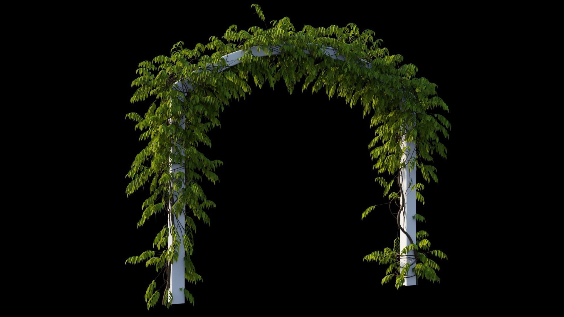 Wisterial tree 07 3D model_5