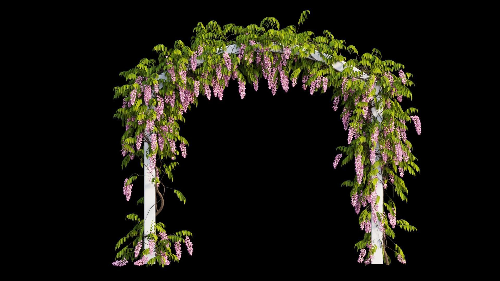 Wisterial tree 07 3D model_6