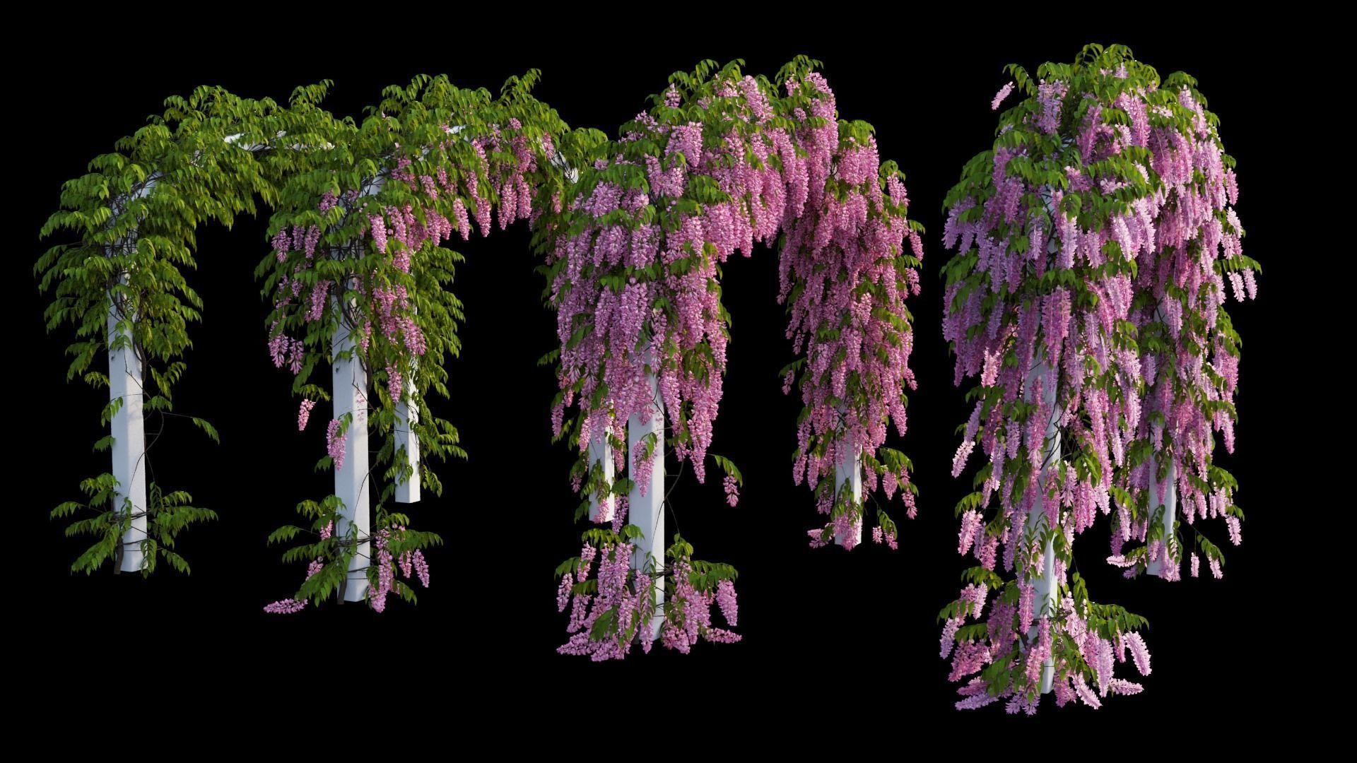 Wisterial tree 07 3D model_2