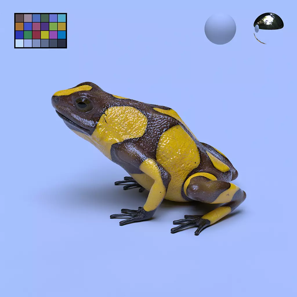 Harlequin Poison Dart Frog 3D model