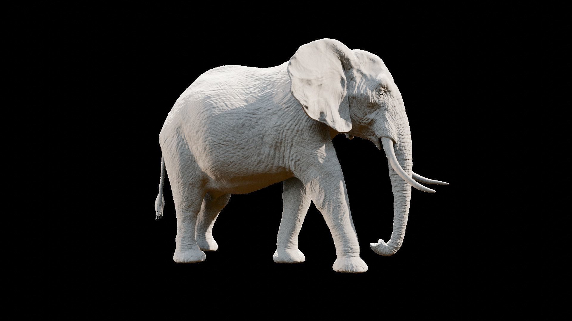 African elephant  Low-poly 3D model_28
