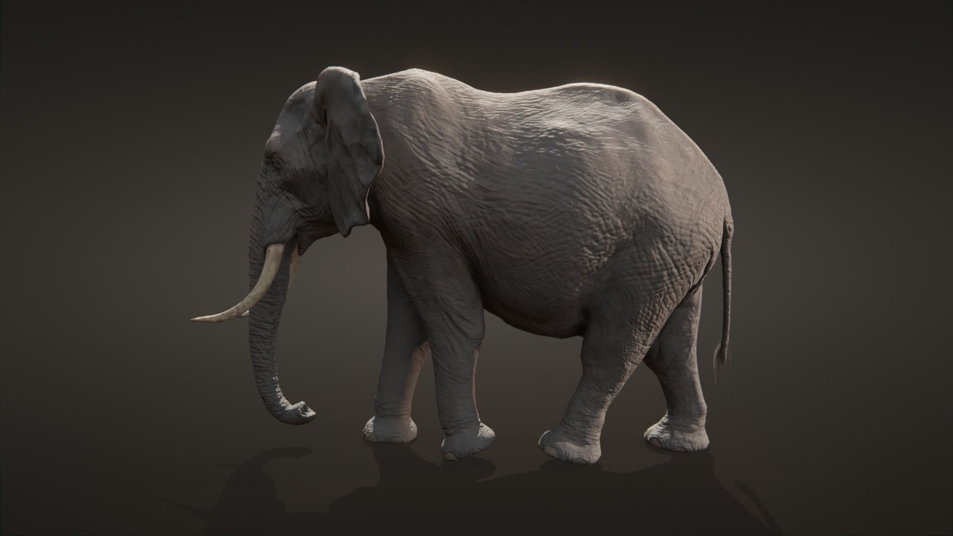 African elephant  Low-poly 3D model_8
