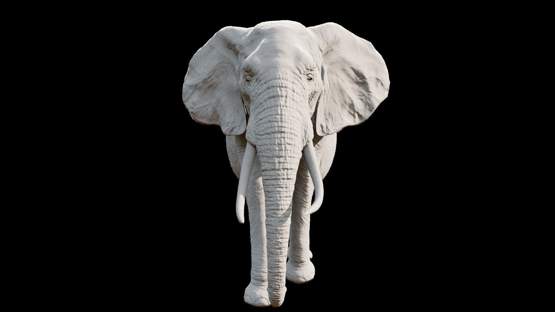 African elephant  Low-poly 3D model_30