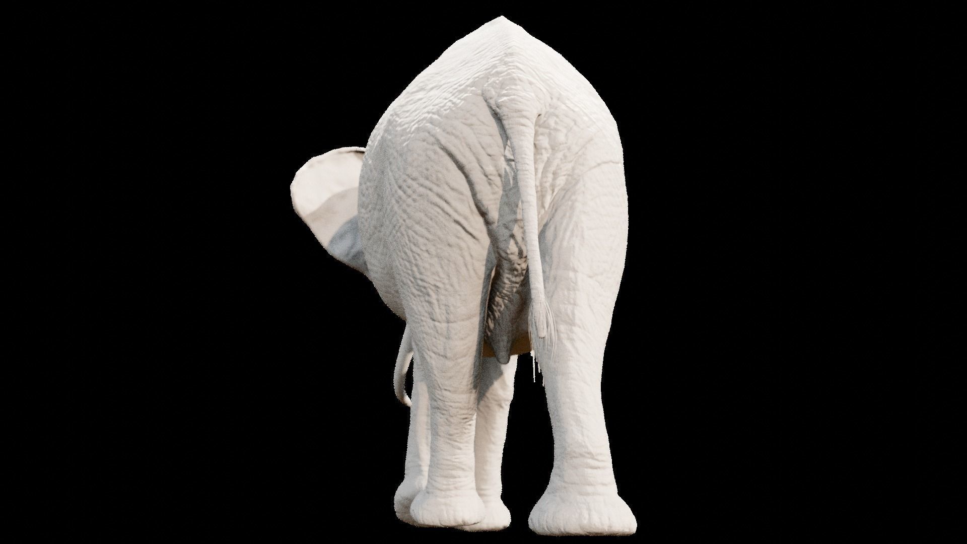 African elephant  Low-poly 3D model_33