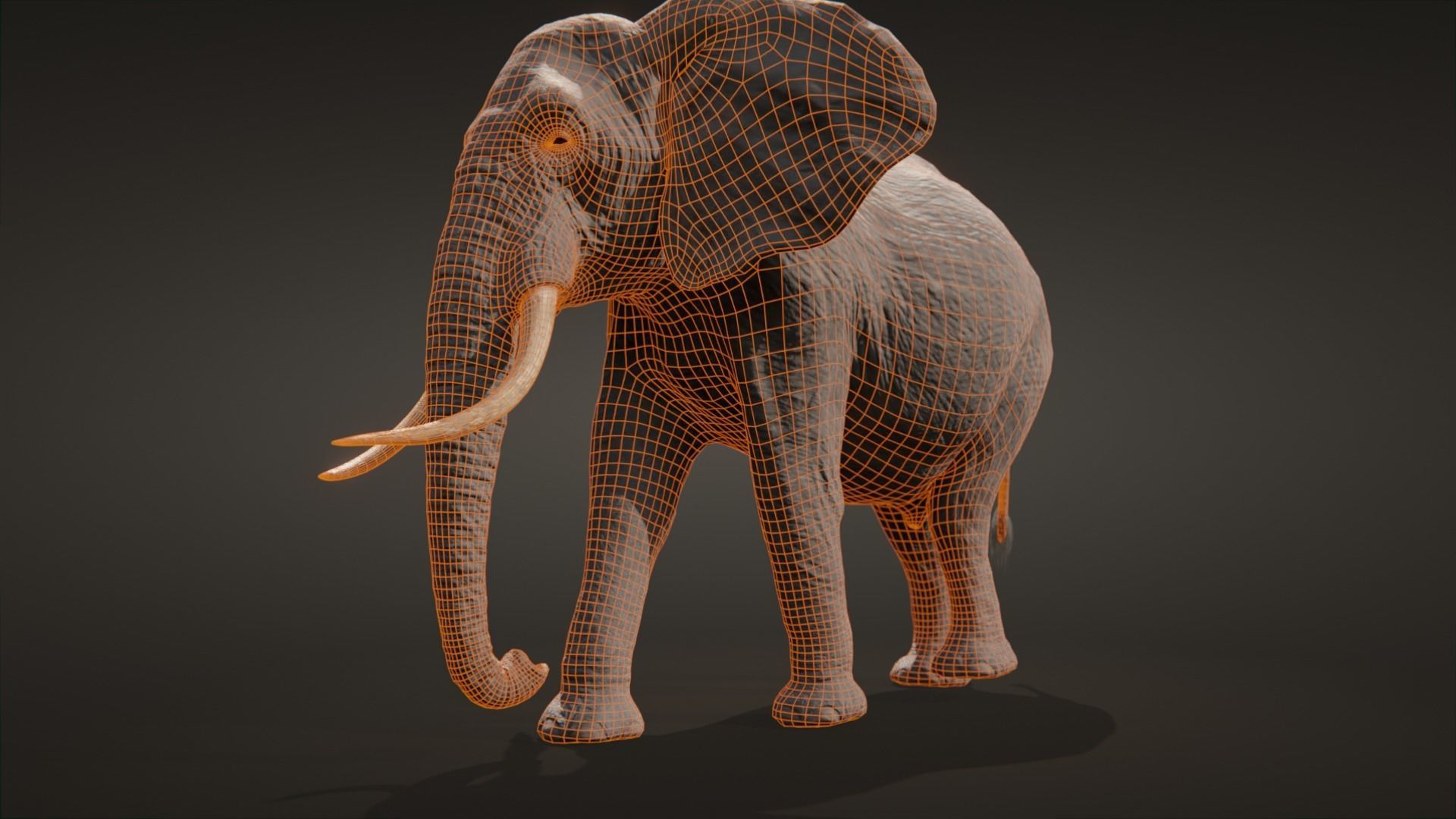 African elephant  Low-poly 3D model_16