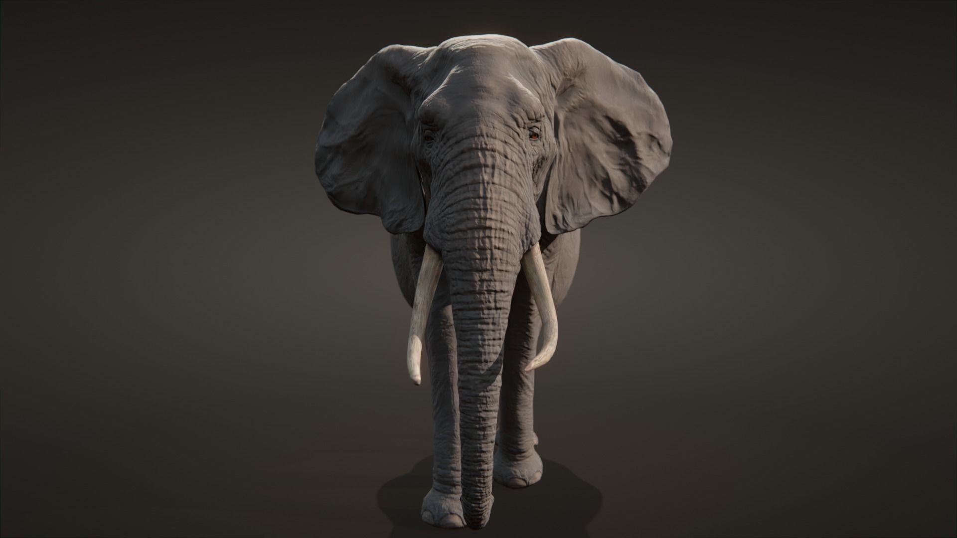African elephant  Low-poly 3D model_7