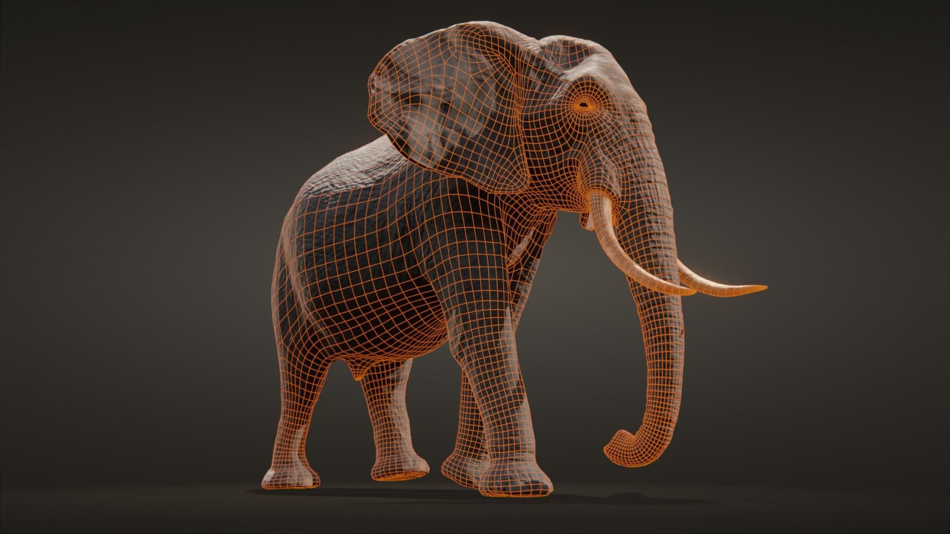African elephant  Low-poly 3D model_20