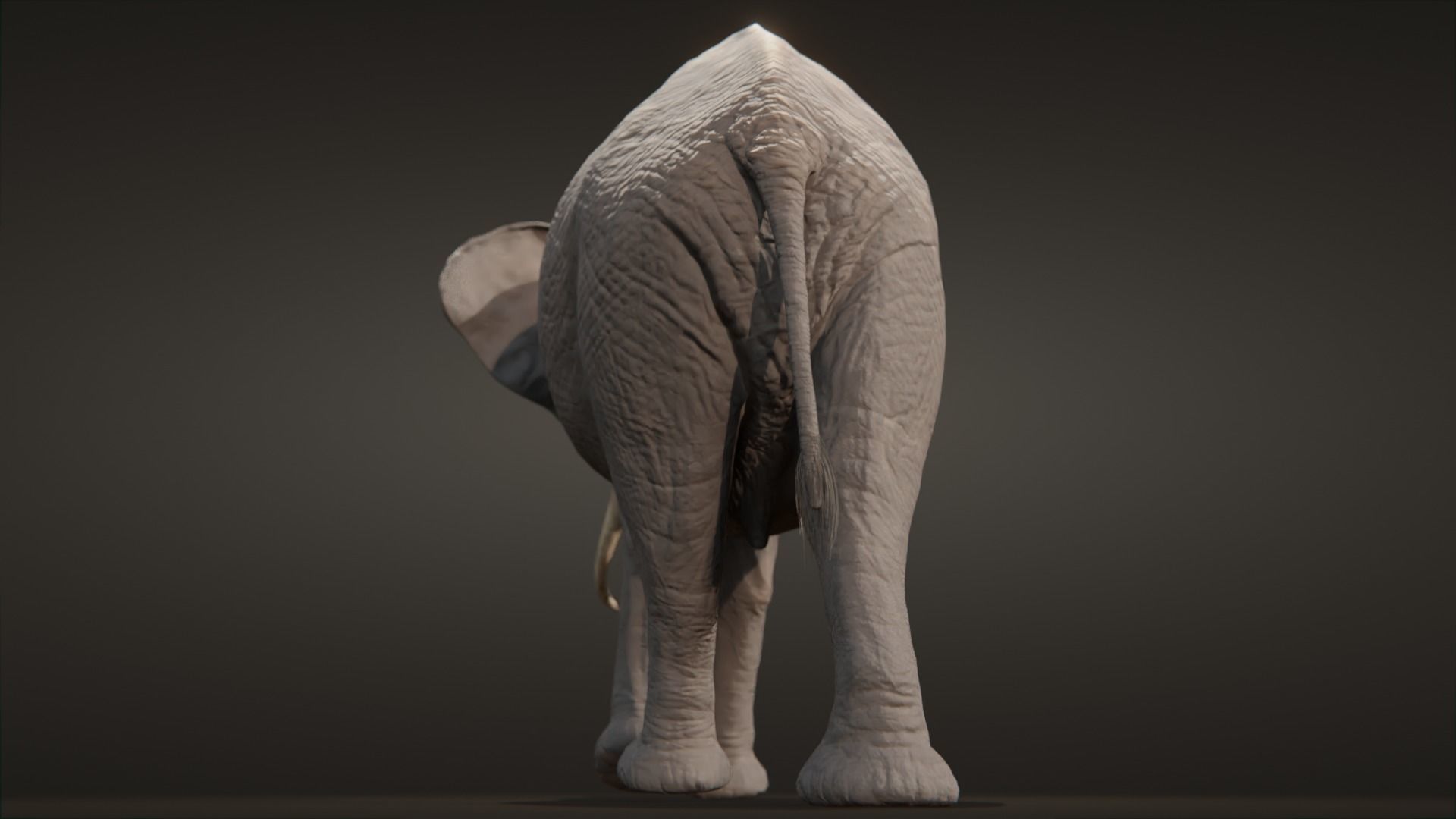 African elephant  Low-poly 3D model_9