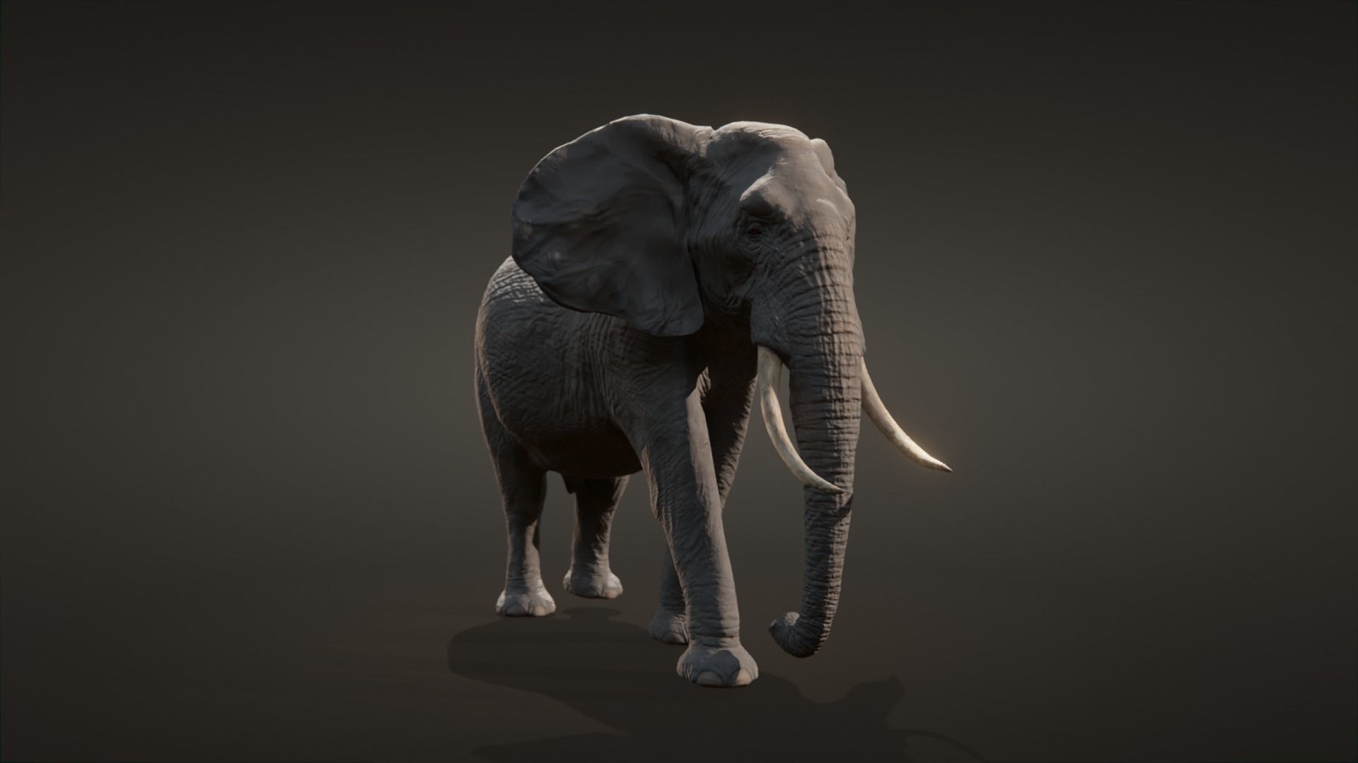 African elephant  Low-poly 3D model_3