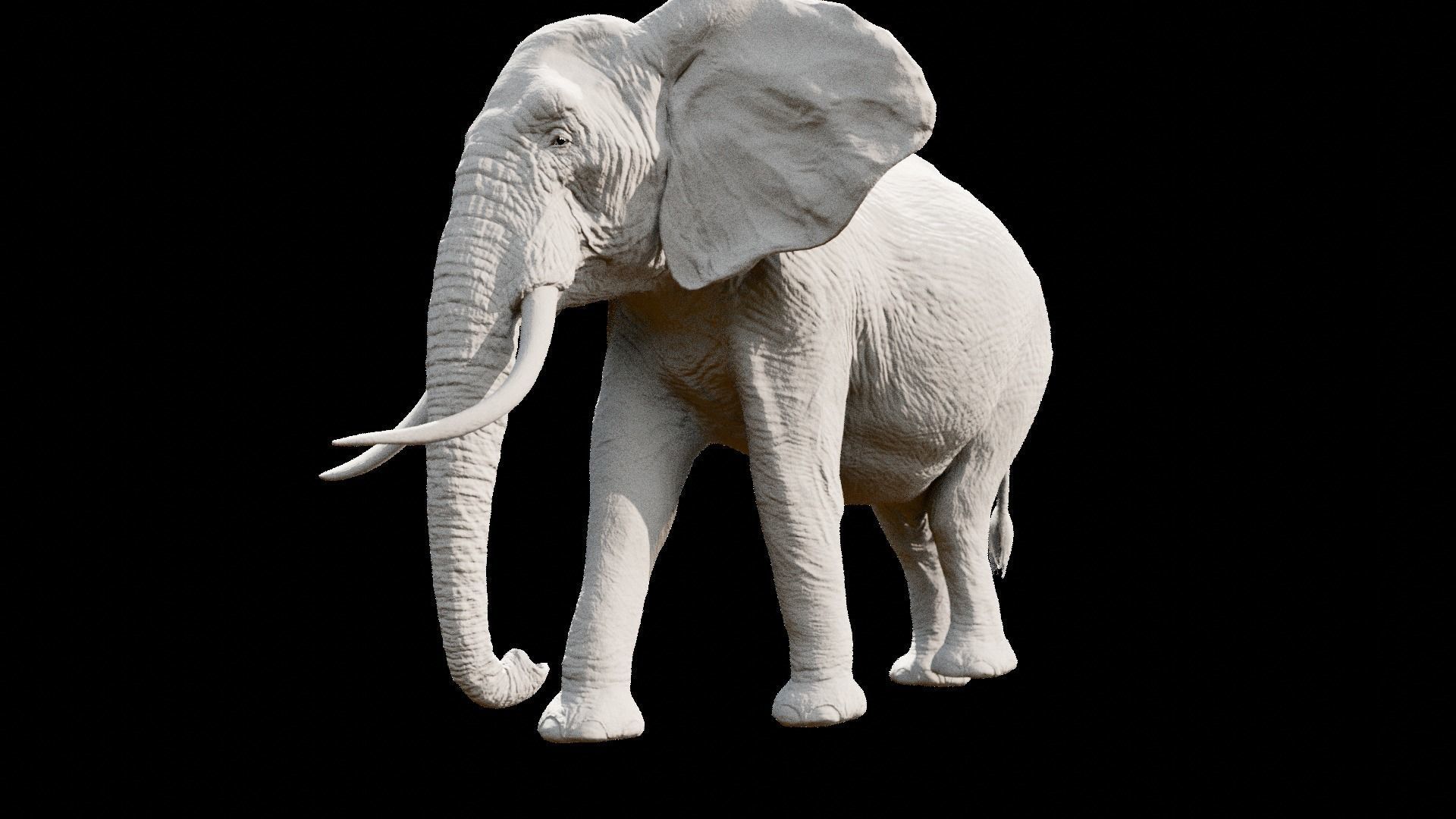 African elephant  Low-poly 3D model_31
