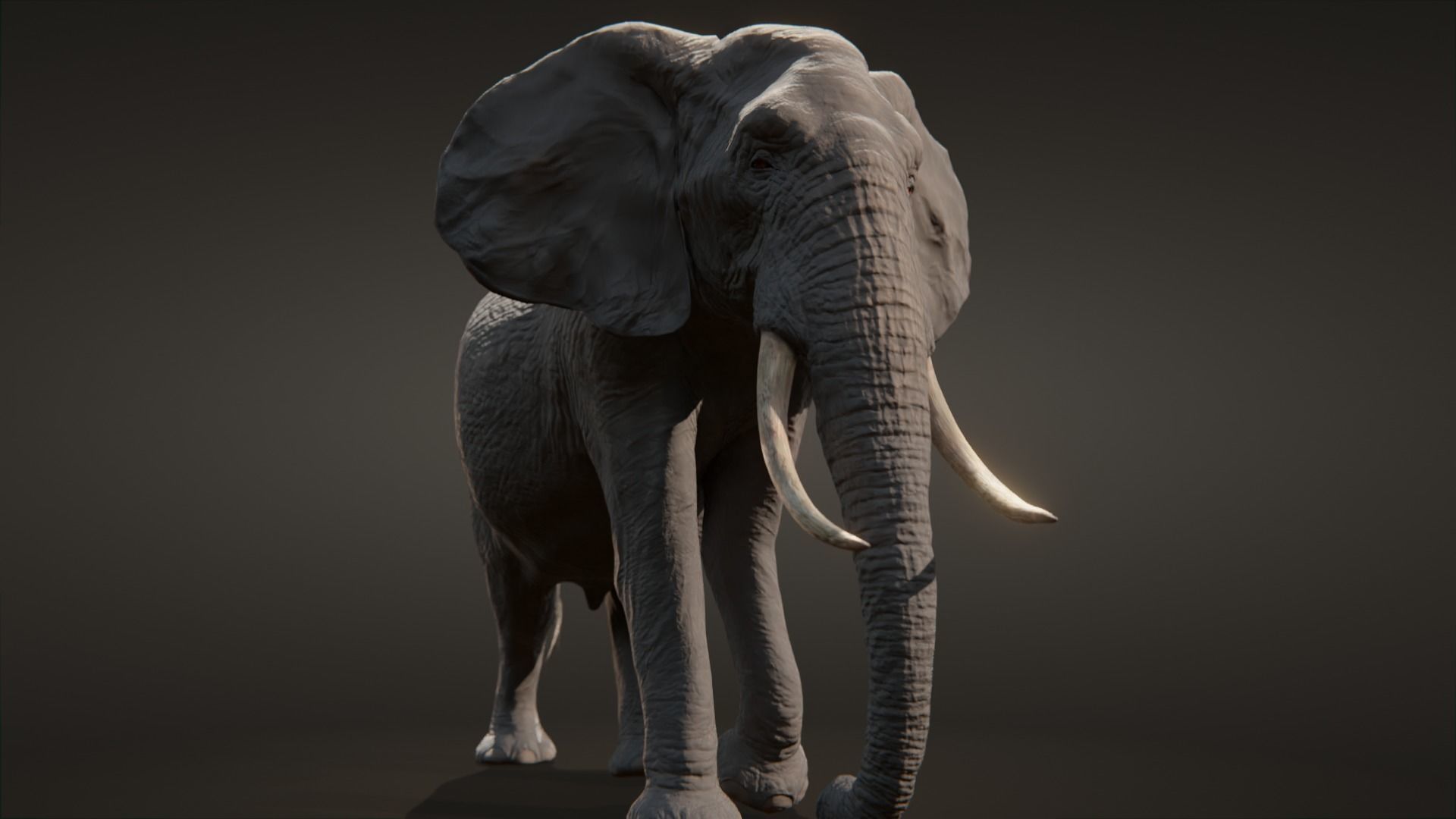 African elephant  Low-poly 3D model_11