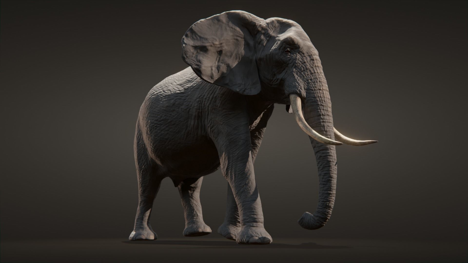 African elephant  Low-poly 3D model_0