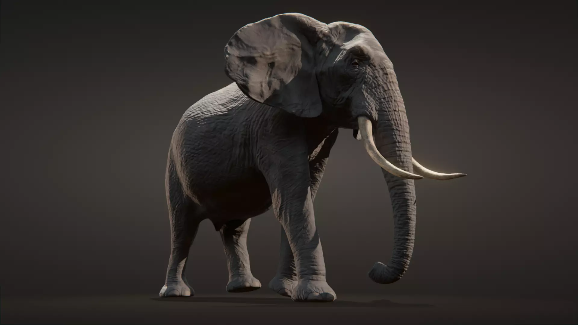African elephant  Low-poly 3D model_0