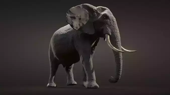 African elephant  Low-poly 3D model