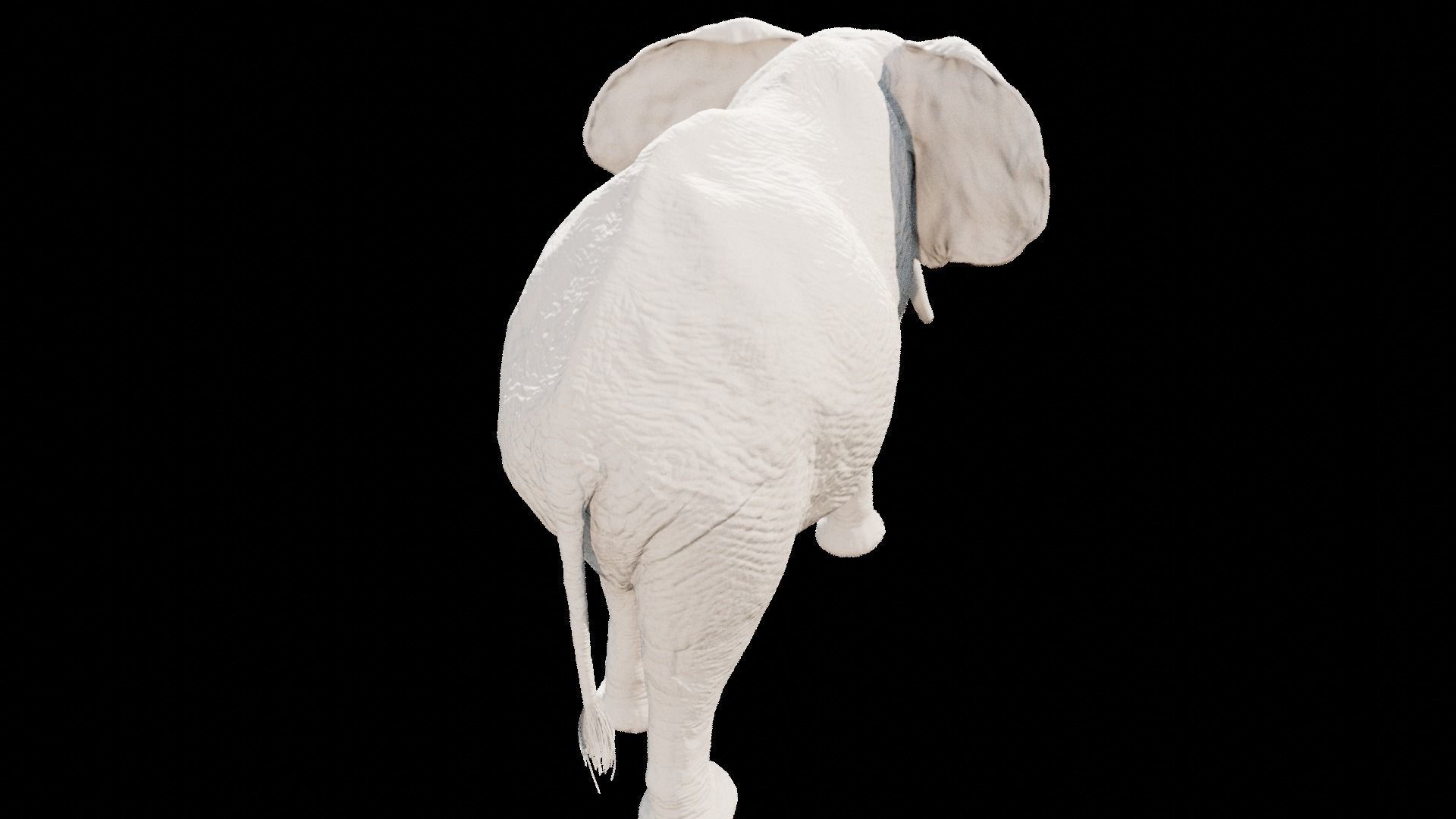 African elephant  Low-poly 3D model_32