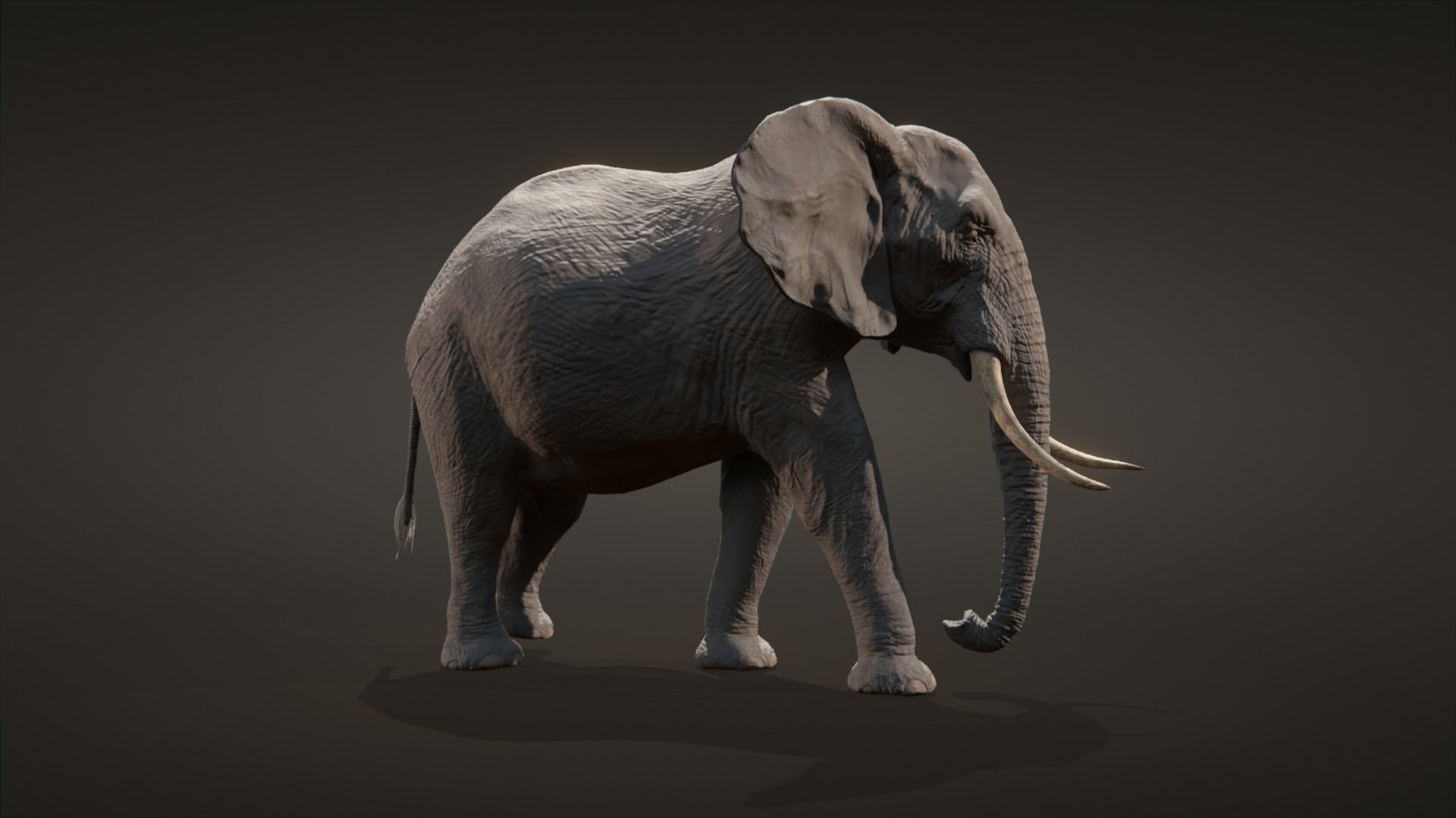 African elephant  Low-poly 3D model_2