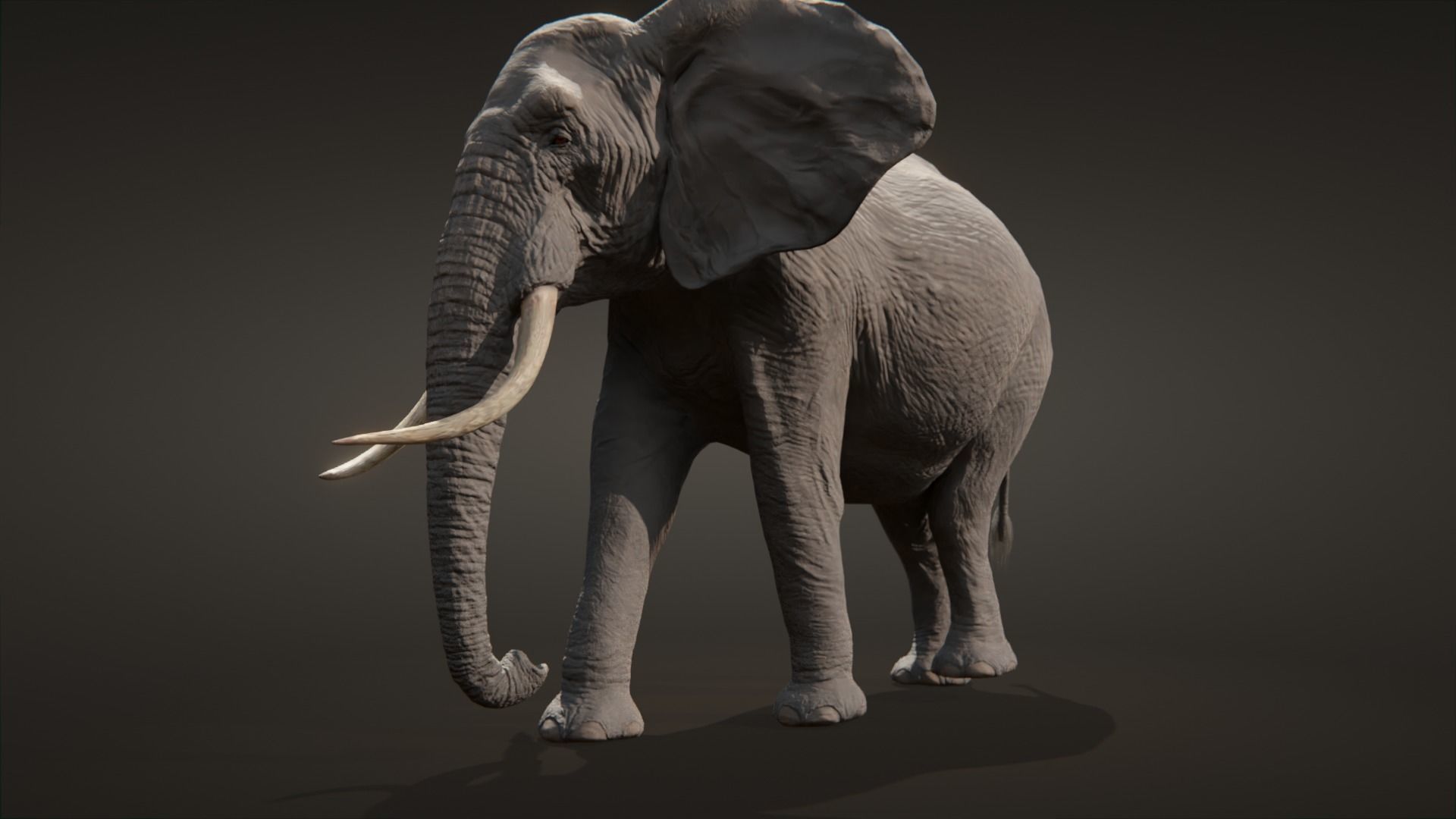 African elephant  Low-poly 3D model_4